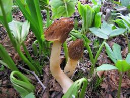 Verpa bohemica
