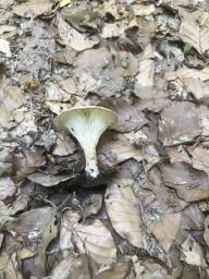 Infundibulicybe gibba