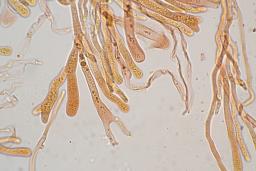 Dacrymyces capitatus