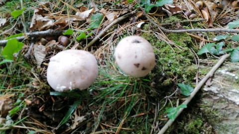 Lepista glaucocana