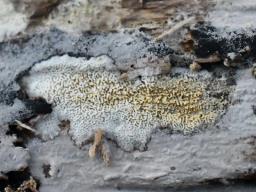 Trechispora mollusca
