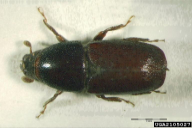 Scolytus intricatus