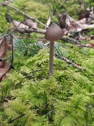 Entoloma hirtipes