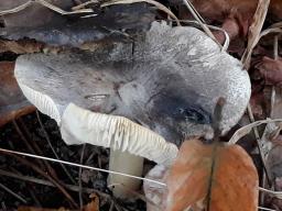 Tricholoma terreum