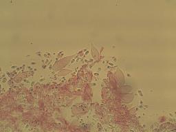 Mycena leptocephala