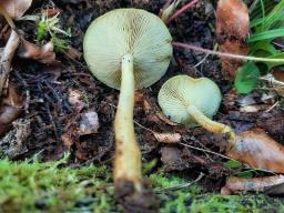 Tricholomopsis flammula