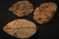 Naohidemyces vacciniorum
