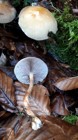 Hypholoma capnoides
