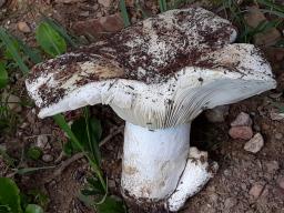 Russula ionochlora