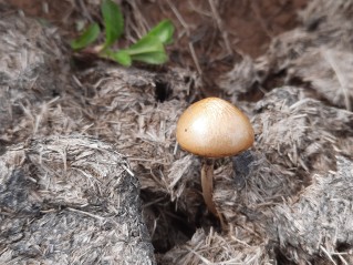 Protostropharia semiglobata