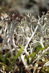 Cladonia rangiformis