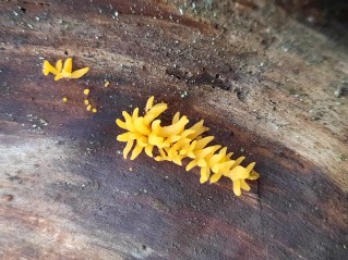 Calocera cornea