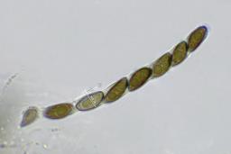 Hypoxylon fuscum