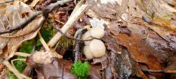 Cudoniella tenuispora