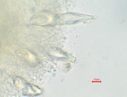 Hohenbuehelia petaloides