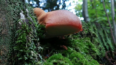 Fistulina hepatica