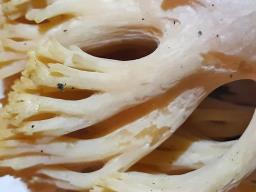 Ramaria formosa