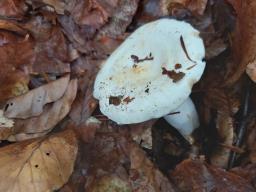 Lactifluus piperatus