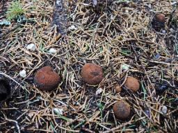 Elaphomyces muricatus