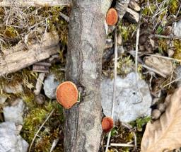 Pycnoporus cinnabarinus