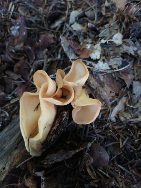 Otidea onotica