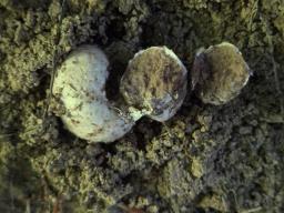 Octaviania asterosperma