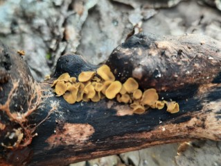 Ionomidotis fulvotingens