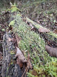 Multiclavula mucida