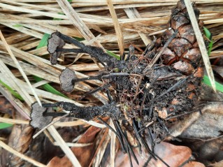 Auriscalpium vulgare