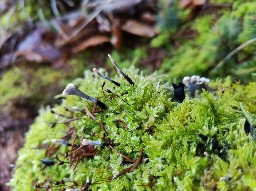 Xylaria hypoxylon