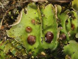 Solorina saccata