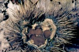 Lanzia echinophila