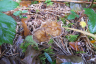 Craterellus lutescens