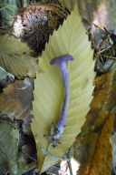 Laccaria amethystina