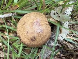 Paxillus involutus