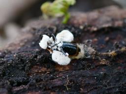Beauveria bassiana