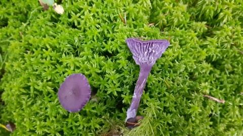 Laccaria amethystina