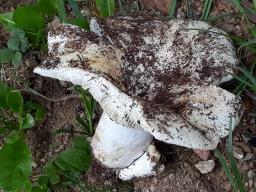 Russula ionochlora