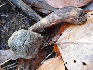 Xerocomus subtomentosus