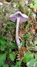 Laccaria amethystina