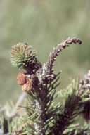 Sirococcus conigenus