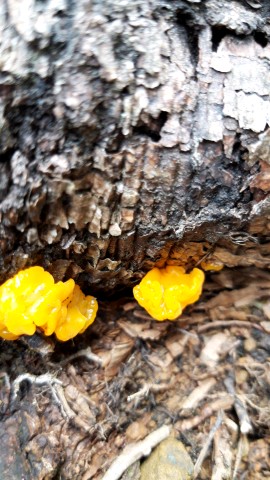 Dacrymyces stillatus