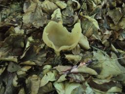 Galactinia amplissima