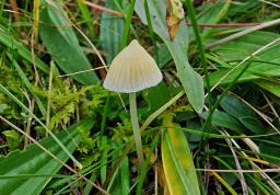Atheniella flavoalba