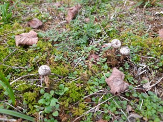 Tulostoma brumale
