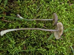 Entoloma violaceoserrulatum