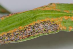 Uromyces ambiguus