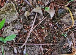 Panaeolus papilionaceus