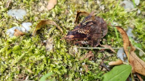 Pucciniastrum areolatum