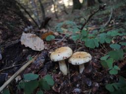Russula fellea